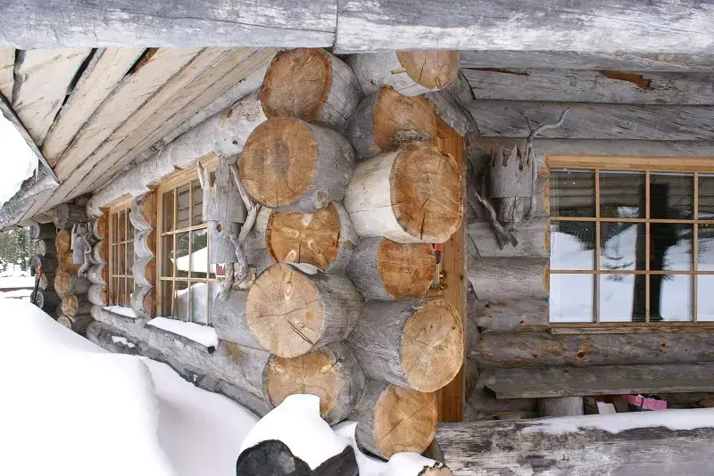 Полярная сосна Кело (Kelo)