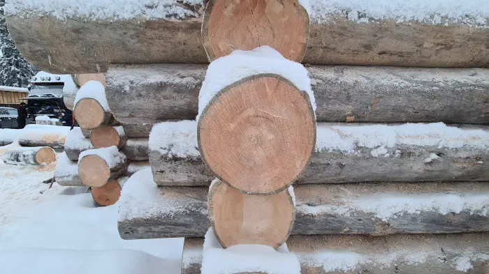 Заготовка карельской сухостойной сосны Кело.